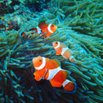 【PADI OWD】初心者でも取得可能！ダイビングライセンス取得におすすめ ～石垣島の海の魅力～