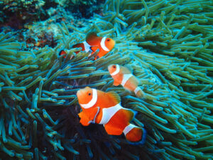 【PADI OWD】初心者でも取得可能！ダイビングライセンス取得におすすめ ～石垣島の海の魅力～