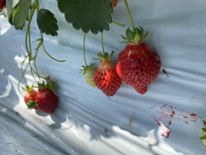 【有機いちご】春のいちご狩り 神奈川でおすすめの場所 ～有機栽培について～
