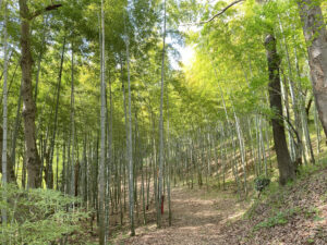 【森林浴】神奈川でおすすめのスポット！ ～謎の施設ME-BYO valley BiOTOP!Aとは～